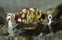 Arlequin crabe libérant des œufs — Photo de stock