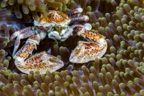 Spotted porcelain crab — Stock Photo