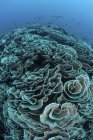 Corals beginning to bleach on reef in Indonesia — Stock Photo