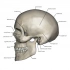 Visão lateral da anatomia do crânio humano com anotações — Fotografia de Stock
