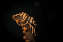 Frusta gamberetti corallo strisciando su ramo — Foto stock