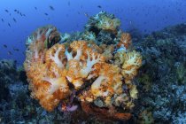 Colonie di coralli molli che crescono sulla barriera corallina — Foto stock