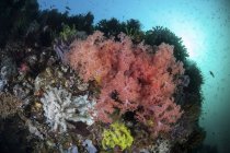 Разноцветные мягкие кораллы на рифе — стоковое фото