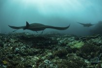 Manta rays swimming over sea bottom — Stock Photo