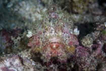 Getarnter Skorpionfisch liegt auf Korallenriff — Stockfoto