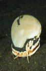 White seashell on black sand — Stock Photo