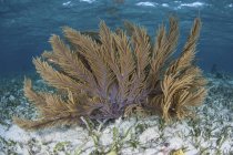 Colorful gorgonian in shallow water — Stock Photo