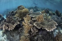 Дайвер плаває над кораловим рифом — стокове фото