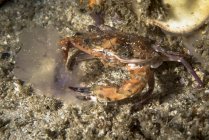 Crabe mangeant des méduses — Photo de stock