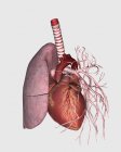Circulação pulmonar do coração e pulmão humanos — Fotografia de Stock