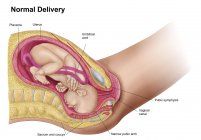 Ilustración médica del feto en el útero con etiquetas - foto de stock