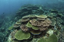 Gesunde riffbildende Korallen am Riff — Stockfoto