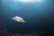 Manta rayo gigante flotando sobre el arrecife de coral - foto de stock