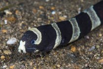 Cobra-do-mar banhada no fundo do mar — Fotografia de Stock
