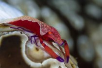 Imperator crevettes commensales — Photo de stock