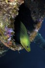 Green moray eel in shipwreck — Stock Photo