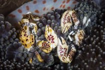 Porcelain crabs on host anemone — Stock Photo