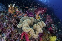 Farbenfrohe Korallenriffe im flachen Wasser — Stockfoto