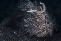 Rana pescatrice pelosa sul fondo sabbioso — Foto stock