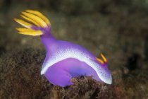Hypselodoris bullockii nudibranch — стокове фото