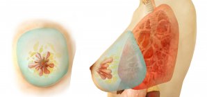 Медицинская иллюстрация женской груди на белом фоне — стоковое фото