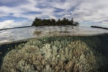 Мягкие кораллы процветают на рифе — стоковое фото