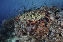 Барвисті риби плавають над коралами — стокове фото