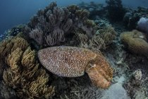 Ширококлювая каракатица на разнообразном рифе — стоковое фото