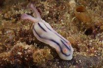 Nudibranch alimentação no recife — Fotografia de Stock