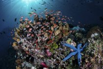 Pesce colorato che nuota sopra la barriera corallina — Foto stock