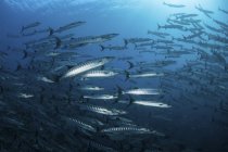 Barracudas nageant aux Îles Salomon — Photo de stock