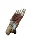 Fuß mit plantaren Zwischen- und Tiefenmuskeln und Knochenstrukturen — Stockfoto