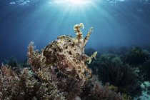 Cuttlefish broadclub pairando acima do recife de coral — Fotografia de Stock