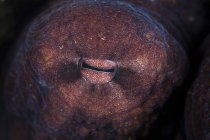 Выстрел в глаз осьминога — стоковое фото