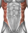 Чоловіча м'язова анатомія черевної стінки — стокове фото