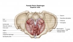 Ilustración médica del diafragma pélvico femenino - foto de stock