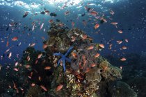 Coloridos peces nadando por encima del arrecife - foto de stock