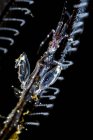 Caprella mutica skeleton shrimp — Stock Photo