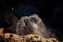 Longlure frogfish close seup shot — стоковое фото