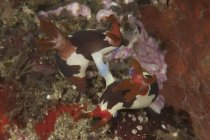 Accouplement Nembrotha chamberlaini nudibranches — Photo de stock