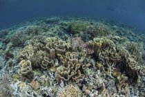Delicados corales en arrecifes poco profundos - foto de stock
