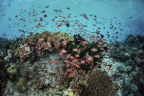 Pesci colorati che nuotano sopra i coralli — Foto stock