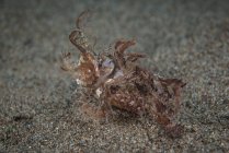 Escorpión de Ambon en el fondo marino - foto de stock