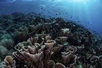 Рыбы, плавающие над коралловым рифом — стоковое фото