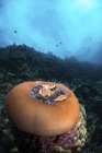 Geschlossene Anemone und Clownfische — Stockfoto