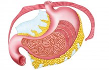 Медицинская иллюстрация анатомии желудка человека — стоковое фото