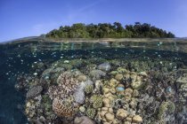 Arrecife de coral creciendo en aguas poco profundas - foto de stock