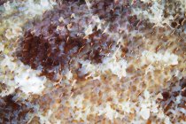 Scorpionfish scales closeup shot — Stock Photo