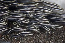 Scuola di novellame anguilla striata pesce gatto — Foto stock