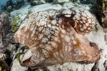 Карибский осьминог на морском дне — стоковое фото